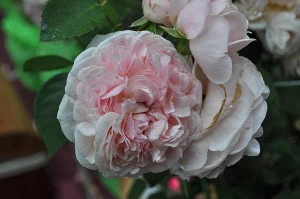 Roze Roos Blijvende Struik Geslacht Rosa Bloem Bloei — Stockfoto