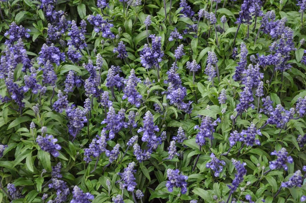 Salvia Salvia Officinalis Aka Trädgård Salvia Eller Gemensam Sage Plant — Stockfoto