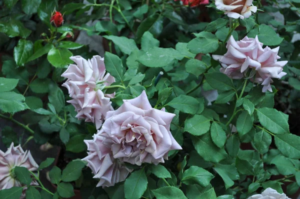 Roxo Rosa Arbusto Perene Gênero Rosa Flor Flor — Fotografia de Stock