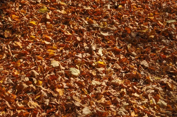 Autumn Tree Leaves Wood Useful Background — Stock Photo, Image