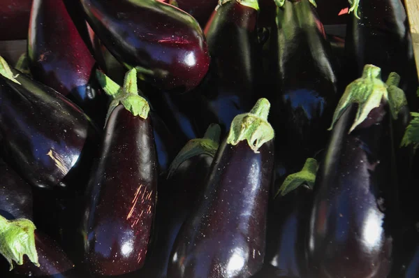 Berenjena Solanum Melongena También Conocida Como Planta Huevo Melongen Huevo —  Fotos de Stock