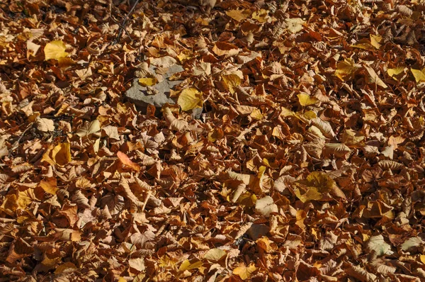 Autumn Tree Leaves Wood Useful Background — Stock Photo, Image