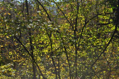 Sonbahar Ağaç ahşap arka plan olarak yararlı yaprak