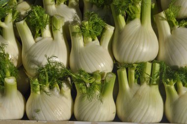 Floransa rezene (Foeniculum vulgare) aka uşağı sebze vejetaryen ve vegan gıda