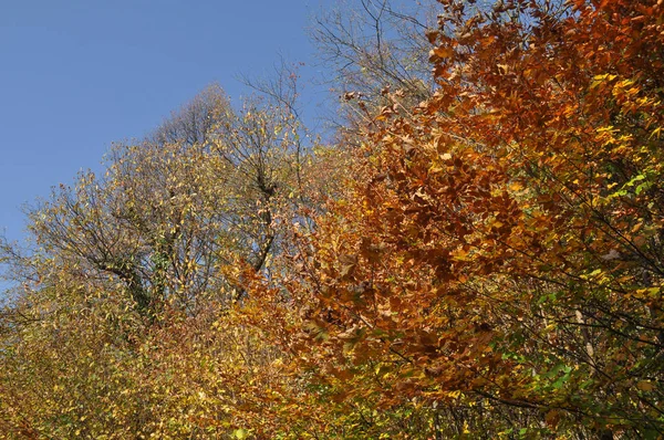 Осенние Листья Деревьев Лесу Полезны Качестве Фона — стоковое фото
