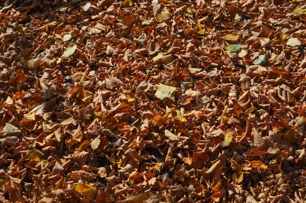 Herbstblätter Als Hintergrund Nützlich — Stockfoto