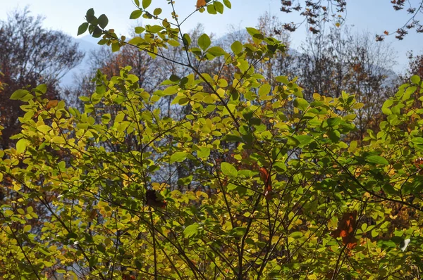 Folhas Árvore Outono Madeira Útil Como Fundo — Fotografia de Stock