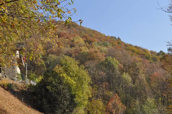 秋の木の背景として役に立つ木で葉します — ストック写真