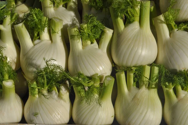 Florence Venkel Foeniculum Vulgare Aka Finocchio Groenten Vegetarische Veganistische Voeding — Stockfoto