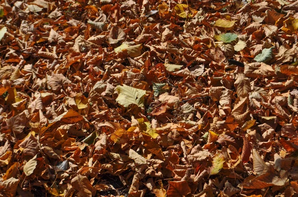 Autumn Tree Leaves Useful Background — Stock Photo, Image