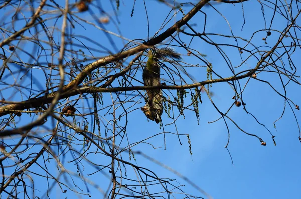 Ardilla Roja Sciurus Vulgaris Mamífero Parque Londres — Foto de Stock