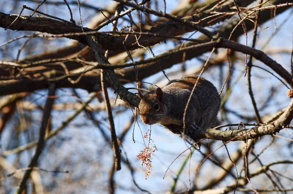 Red Squirrel Sciurus Vulgaris Mammal Animal London Park — Stock Photo, Image