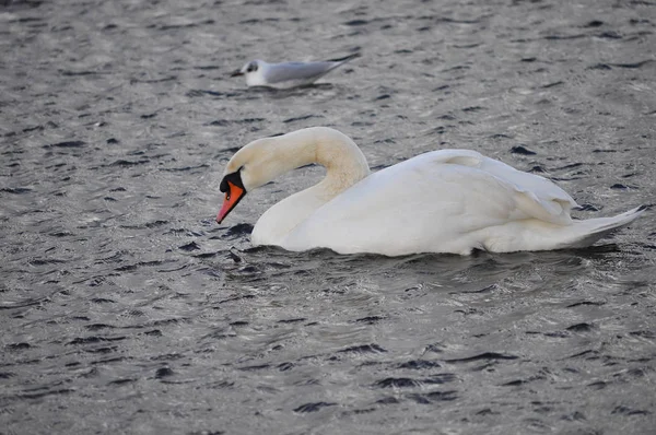 Cisne Blanco Alias Cygnus Animal Aves Londres Estanque Serpentino —  Fotos de Stock