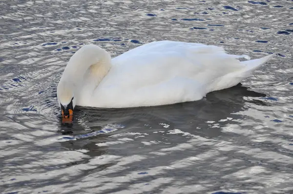 Cisne Blanco Alias Cygnus Animal Aves Londres Estanque Serpentino —  Fotos de Stock