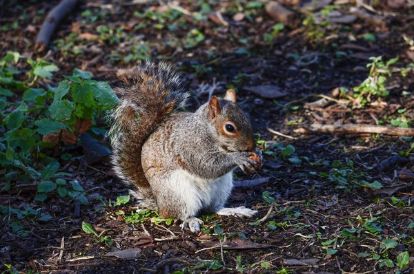 Esquilo Vermelho Sciurus Vulgaris Mamífero Animal Parque Londres — Fotografia de Stock