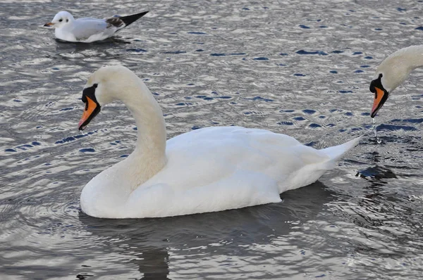 White Swan Aka Cygnus Bird Animal London Serpentine Pond — Stock Photo, Image