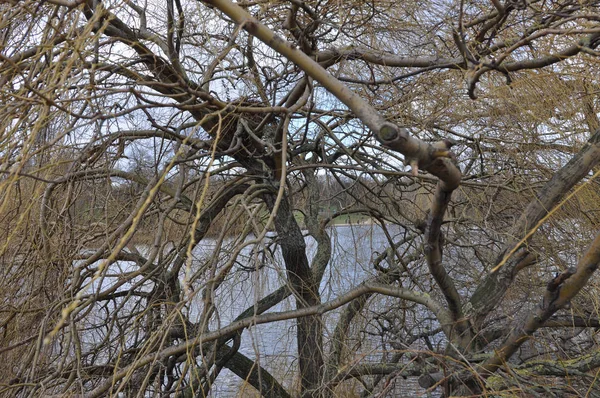 Λίμνη Serpentine Ποτάμι Στο Kensington Gardens Χάιντ Παρκ Λονδίνο Ηνωμένο — Φωτογραφία Αρχείου