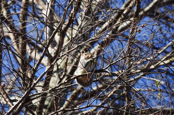 Ardilla Roja Sciurus Vulgaris Mamífero Parque Londres — Foto de Stock