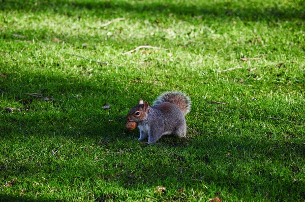 Red Squirrel Sciurus Vulgaris Mammal Animal London Park — Stock Photo, Image