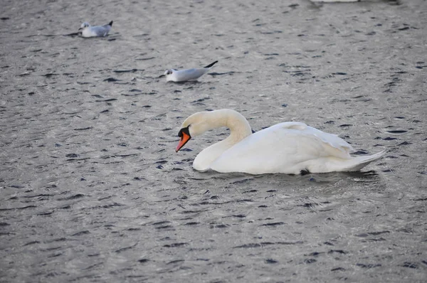 White Swan Aka Cygnus Bird Animal London Serpentine Pond — Stock Photo, Image