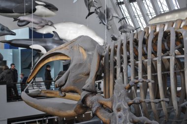 Londra 'daki Doğa Tarihi Müzesi