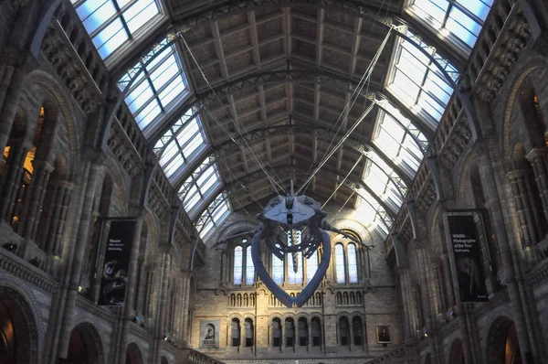 Museum Sejarah Alam di London — Stok Foto