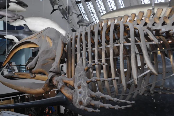 Natural History Museum in London — 스톡 사진