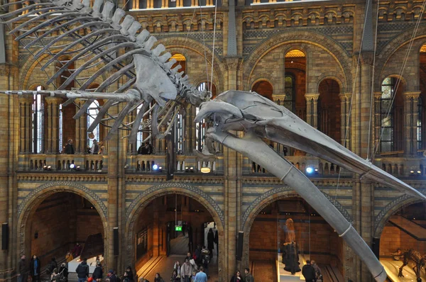 Londres Reino Unido Circa Febrero 2018 Museo Historia Natural Exposición —  Fotos de Stock