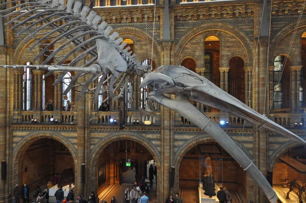 Londres Reino Unido Fevereiro Circa 2018 Museu História Natural Estrada — Fotografia de Stock