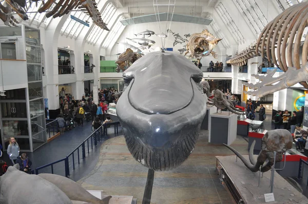 Museu de História Natural em Londres — Fotografia de Stock