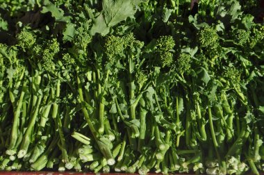 rapini brokoli (Brassica rapa) aka brokoli raab veya Brokoli rabe sebze vejetaryen ve vegan gıda