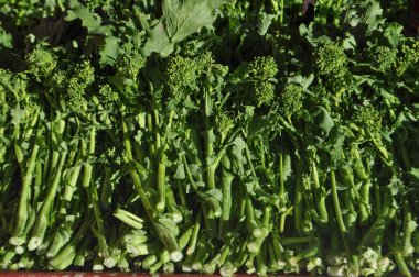rapini broccoli (Brassica rapa) aka broccoli raab or broccoli rabe vegetables vegetarian and vegan food clipart