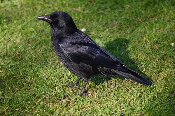 Schwarze Krähe Corvus Der Familie Corvidae Vogeltier — Stockfoto