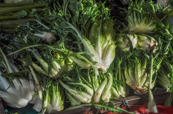 Puntarelle Oder Cicoria Catalogna Oder Cicoria Sparago Ist Eine Variante — Stockfoto