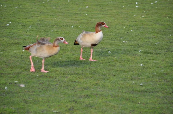 Duck Bird Animal Meadow Grass — Stock Photo, Image
