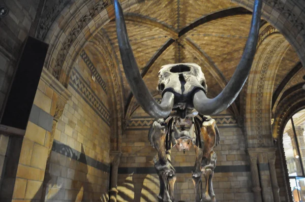 Londres Reino Unido Fevereiro Circa 2018 Museu História Natural Estrada — Fotografia de Stock