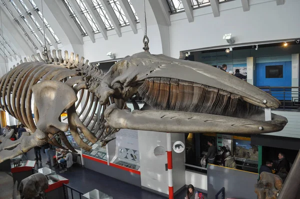 Londres Reino Unido Circa Febrero 2018 Museo Historia Natural Exposición — Foto de Stock