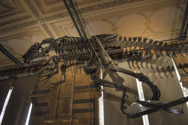 Londres Reino Unido Fevereiro Circa 2018 Dinossauro Museu História Natural — Fotografia de Stock