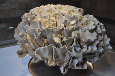 Yaklaşık Şubat 2018 - Londra, İngiltere: mercan resifleri sergi Road South Kensington'daki Doğal Tarih Müzesi'nde