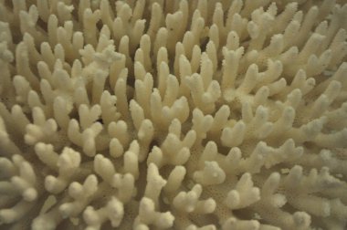 Londra 'daki Doğa Tarihi Müzesi