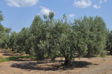 Yunanistan 'ın Chalkidiki kentinde zeytin ağaçları (Olea europaea)