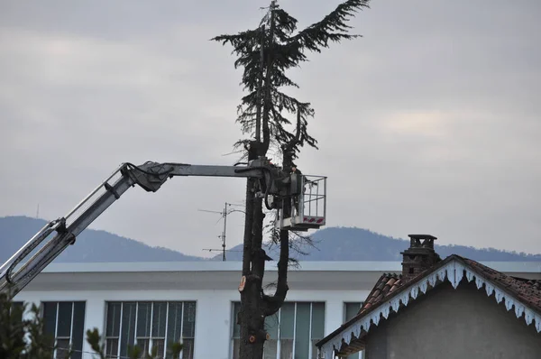 Felismerhetetlen Kertész Aki Egy Fát Metszett Egy Daru Kosáron Védőmellénnyel — Stock Fotó