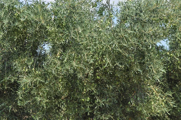 Yunanistan Chalkidiki Kentinde Zeytin Ağaçları Olea Europaea — Stok fotoğraf