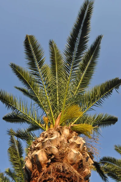 Palmboom Arecaceae Plant Boven Blauwe Lucht — Stockfoto