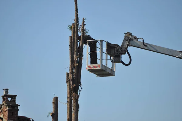 Unrecognisable gardener pruning a tree on a crane basket with protective wear jacket and full face shield (translation of Italian text portata massima 120 kg: max weight 265 lb)