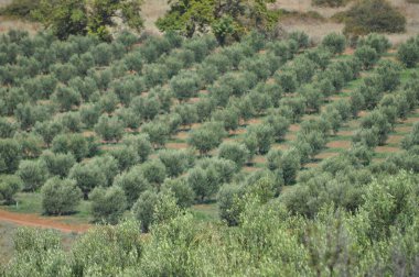 Yunanistan 'ın Chalkidiki kentinde zeytin ağaçları (Olea europaea)