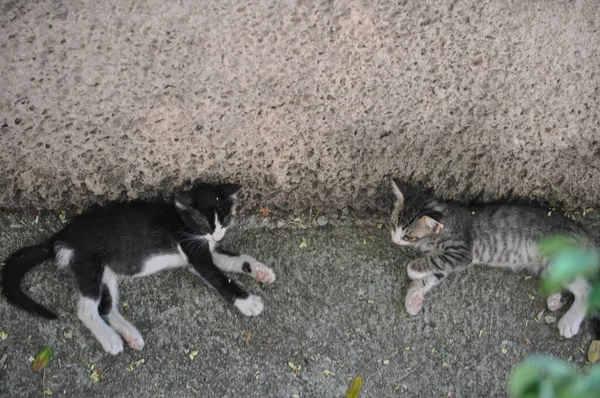 Schwarz Und Weiß Und Grau Gestromte Katzen — Stockfoto