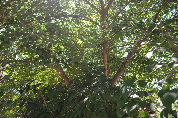 Arkaplan Olarak Kullanışlı Yeşil Ağaç Yaprakları — Stok fotoğraf