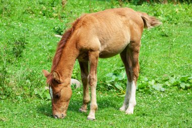 Tay yemek çimen bir orman Glade