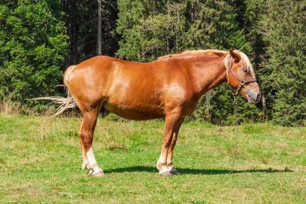 Cavallo in una radura di foresta — Foto Stock